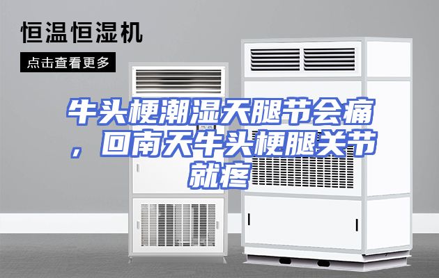 牛头梗潮湿天腿节会痛，回南天牛头梗腿关节就疼