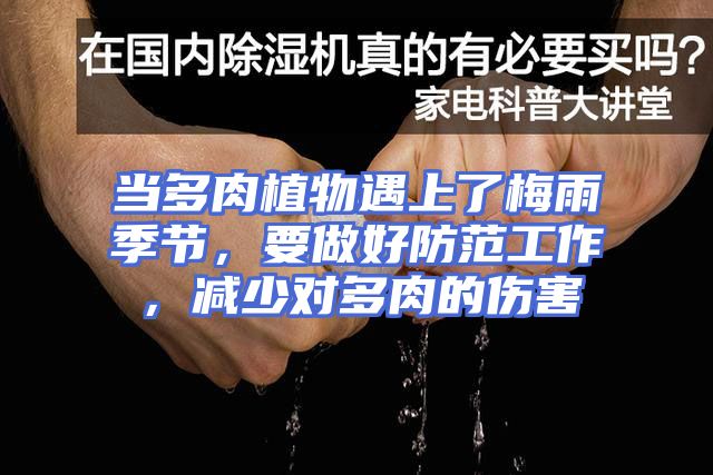 当多肉植物遇上了梅雨季节，要做好防范工作，减少对多肉的伤害
