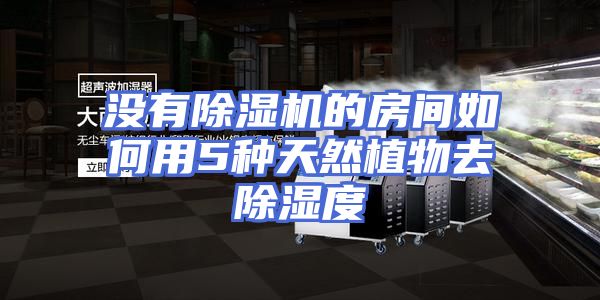 没有除湿机的房间如何用5种天然植物去除湿度