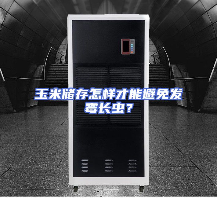 玉米储存怎样才能避免发霉长虫？