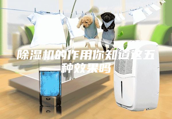 除湿机的作用你知道这五种效果吗