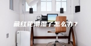 藏红花潮湿了怎么办？