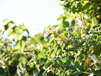 知识百科如何高效实现金银花的烘干除湿