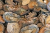 蘑菇干燥和包装过程中的水分控制